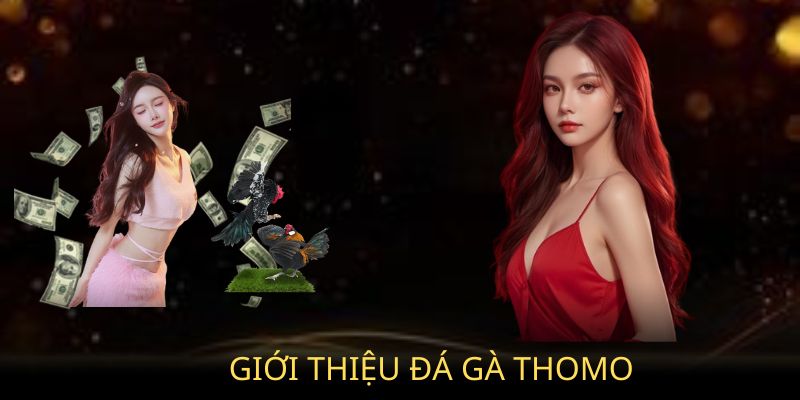 Giới thiệu về đá gà Thomo tại Bj88