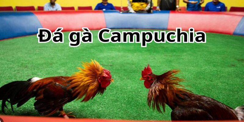 Trường Hợp Hòa Và Kết Thúc Trận Đấu