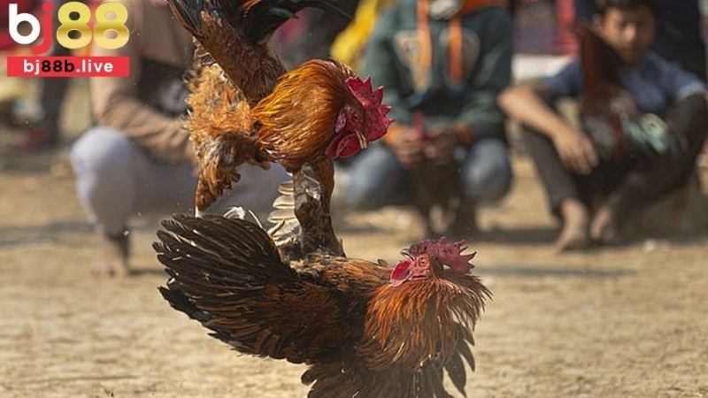 Cược Wala trong đá gà