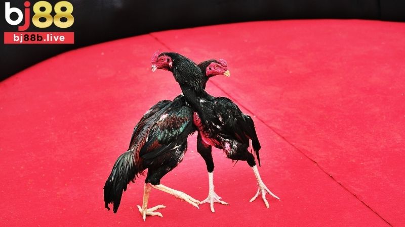 Đá gà cựa tròn Bj88
