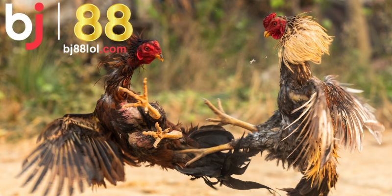 Bí quyết chọi gà giành chiến thắng