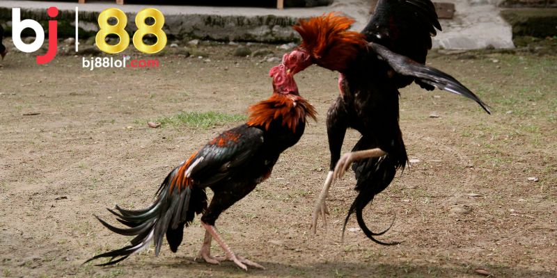4 bước đơn giản giúp bạn thành công tham gia đá gà C1 tại BJ88