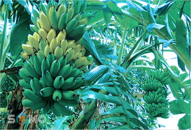 mơ thấy buồng chuối có ý nghĩa gì